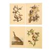 Image 1 : John James Audubon Lithograph NW Mutual Collection