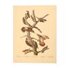 Image 2 : John James Audubon Lithograph NW Mutual Collection