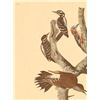 Image 3 : John James Audubon Lithograph NW Mutual Collection