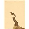 Image 8 : John James Audubon Lithograph NW Mutual Collection