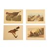 Image 1 : John James Audubon Lithograph NW Mutual Collection