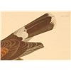 Image 24 : John James Audubon Lithograph NW Mutual Collection