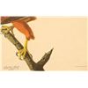 Image 25 : John James Audubon Lithograph NW Mutual Collection