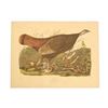Image 2 : John James Audubon Lithograph NW Mutual Collection