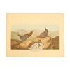 Image 8 : John James Audubon Lithograph NW Mutual Collection