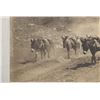 Image 8 : 1880's Montana Territory Mining Burro Team Photo