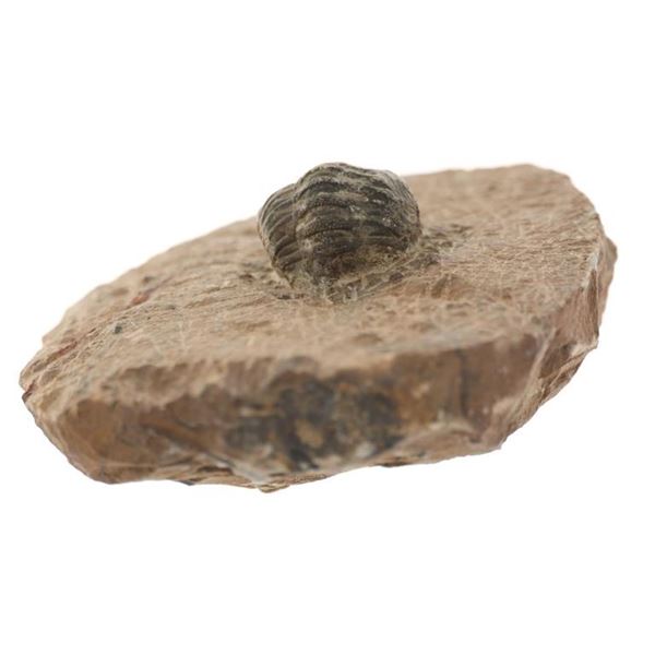 Fossilized Trilobite From The Permian Age
