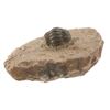 Image 1 : Fossilized Trilobite From The Permian Age