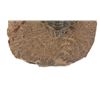 Image 3 : Fossilized Trilobite From The Permian Age
