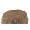 Image 4 : Fossilized Trilobite From The Permian Age