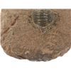 Image 6 : Fossilized Trilobite From The Permian Age