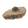 Image 7 : Fossilized Trilobite From The Permian Age