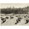 Image 10 : Two F. J. Haynes Original Yellowstone Photos (2)
