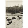 Image 11 : Two F. J. Haynes Original Yellowstone Photos (2)