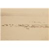 Image 7 : C. 1870-1880 Round Up at Robbers' Roost Photograph