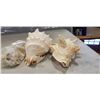 Image 2 : 2 LARGE CONCH SHELS AND BAG OF ASORTED SMALL SHELLS