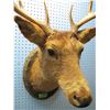 Image 8 : PURCHASER MUST RESIDE IN MANITOBA -- NO SHIPPING PICKUP ONLY -- White-tailed deer head mount with an