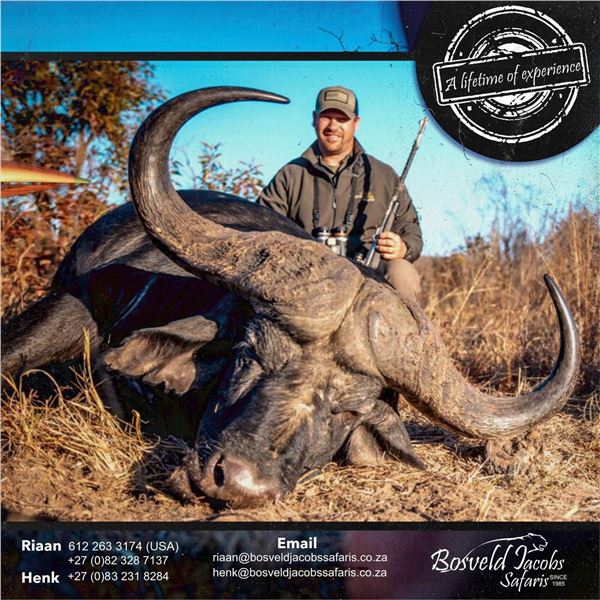 South African Cape Buffalo Hunt