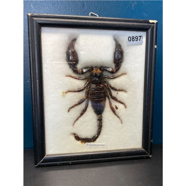 Lot of 1 Framed Real Scorpion Display