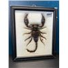 Image 1 : Lot of 1 Framed Real Scorpion Display