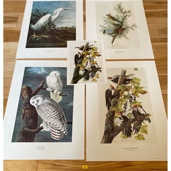 Audubon Prints Wood Pecker Cedar Wax Wing Snowy Owl 15 x 20 Each