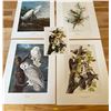 Image 1 : Audubon Prints Wood Pecker Cedar Wax Wing Snowy Owl 15 x 20 Each