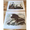 Image 1 : Audubon Prints Eagle & Red Throated Loon Prints 20 x 26