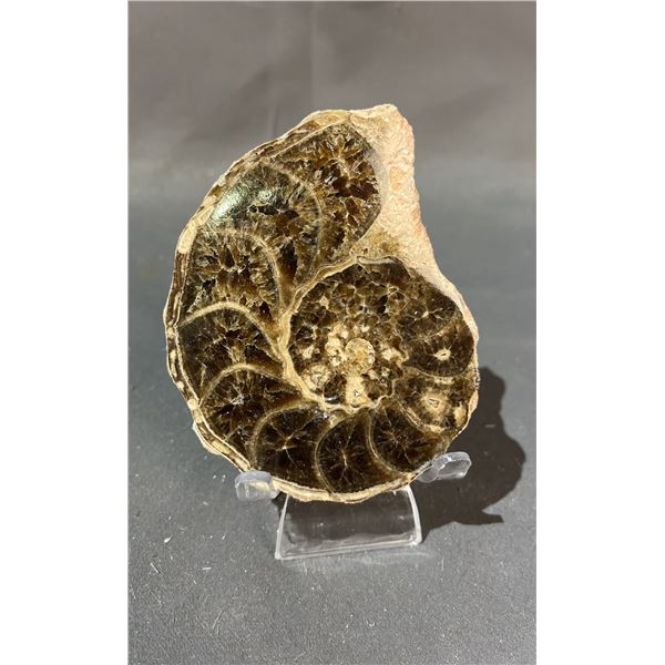 AMMONITE ORTHOCERAS FOSSIL RETAIL $680