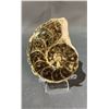 Image 1 : AMMONITE ORTHOCERAS FOSSIL RETAIL $680