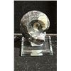 Image 2 : AMMONITE ORTHOCERAS FOSSIL RETAIL $249