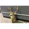 Image 1 : DEER HEAD TAXIDERMY