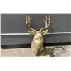 Image 2 : DEER HEAD TAXIDERMY