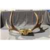 Image 2 : MOOSE ANTLERS