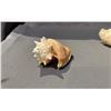 Image 2 : 2 CONCH SHELLS