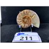 Image 1 : AMMONITE FOSSIL RETAIL $600