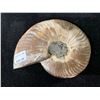Image 2 : AMMONITE FOSSIL RETAIL $600