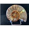 Image 3 : AMMONITE FOSSIL RETAIL $600