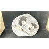 Image 1 : AMMONITES ORTHOCERAS FOSSIL APPROX 7" RETAIL $800