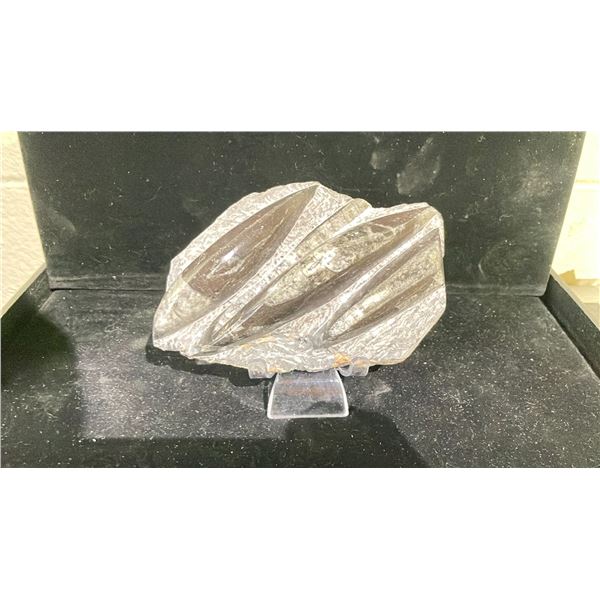 ORTHOCERAS FOSSIL APPROX 6  RETAIL $800