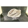 Image 1 : ORTHOCERAS FOSSIL APPROX 6" RETAIL $800