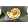Image 1 : AMMONITES ORTHOCERAS FOSSIL APPROX 4.3" RETAIL $580