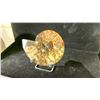 Image 2 : AMMONITES ORTHOCERAS FOSSIL APPROX 4.3" RETAIL $580
