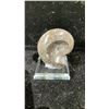 Image 2 : AMMONITES ORTHOCERAS FOSSIL RETAIL $249