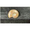 Image 2 : AMMONITES FOSSIL RETAIL $180