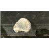 Image 2 : PHANTOM FLUORITE RETAIL $1800
