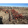 Image 5 : 18ft Tine Harrows (5 sections)