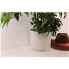 Image 2 : Artificial Tropical Plant 34"x 24", Felt Cowboy Hat