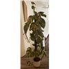 Image 1 : Artificial Golden Pothos (Species of Ivy also know as Money Plant) 70H