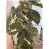 Image 2 : Artificial Golden Pothos (Species of Ivy also know as Money Plant) 70H