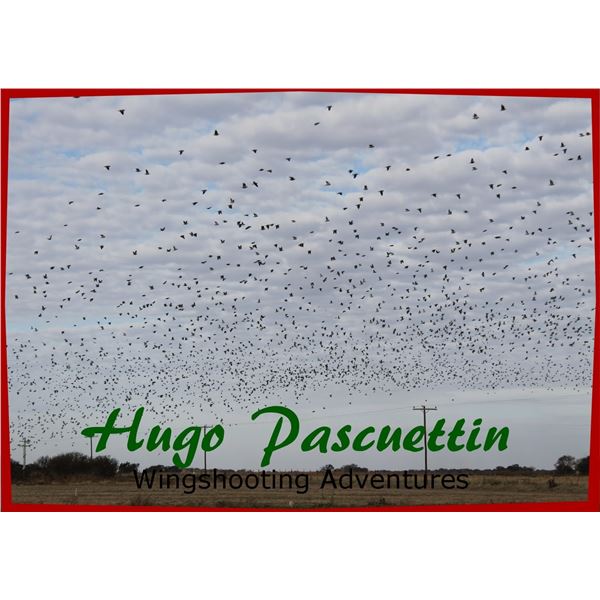 Argentina Dove Hunt for 4 Hunters for 4 Days